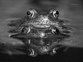   Frogs Reflection  